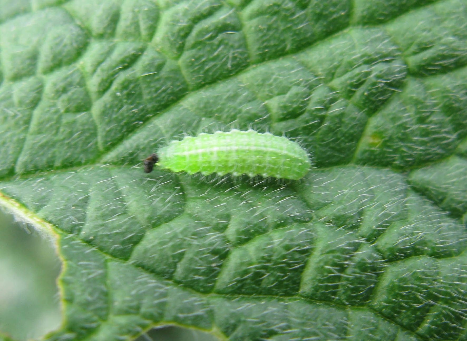 Bruco di Lycenidae?